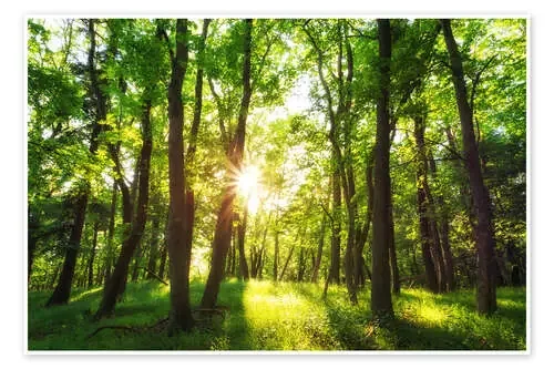 Primavera en el bosque de Oliver Henze