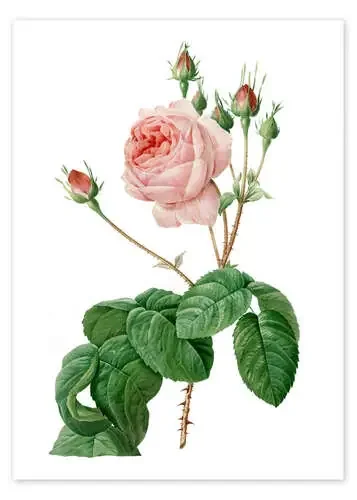 Provence Rose (Rosa centifolia Bullata) de Pierre Joseph Redouté Master Collection