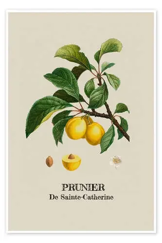PRUNIER De Sainte-Catherine – Ciruela de Andrea Haase