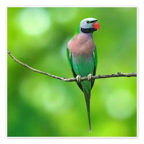 Psittacula alexandri Editors Choice