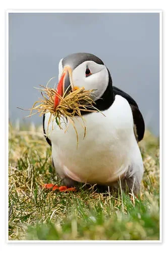 Puffin de Denis Feiner