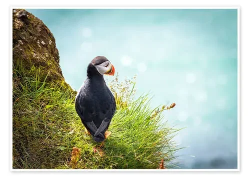 Puffin looking at the Sea de Sascha Kilmer