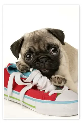 Pug pup and shoe de Greg Cuddiford MGL Licensing