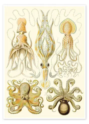 Pulpos y calamares, Gamochonia, 1899 de Ernst Haeckel Master Collection