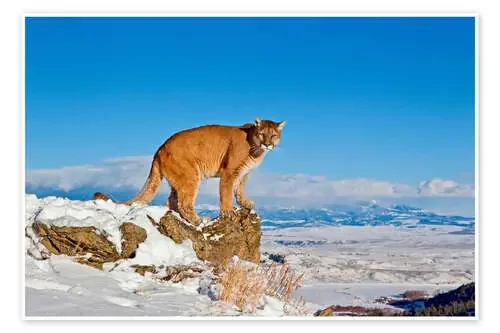 Puma standing on rock in snow, Rocky Mountains de FLPA imageBROKER