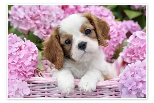 Pup in Pink Flowers de Greg Cuddiford MGL Licensing