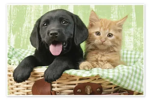 Puppy and kitten in green gingham de Greg Cuddiford MGL Licensing
