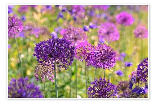 purple allium de Sarnade