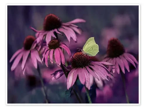 Purple Ehinacea de Jaroslaw Blaminsky