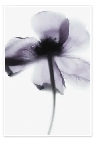 Purple Poppy de Magda Izzard