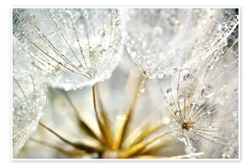 Pusteblume Dew de Julia Delgado