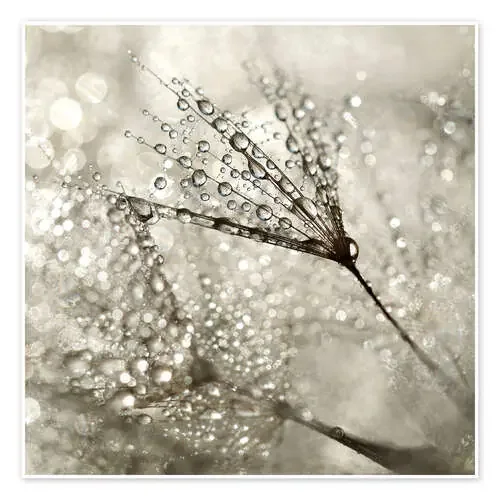Pusteblume Diamonds de Julia Delgado