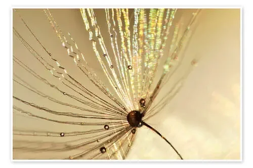 Pusteblume Goldschirmchen de Julia Delgado