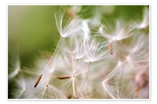 Pusteblume Schirmchen de Julia Delgado