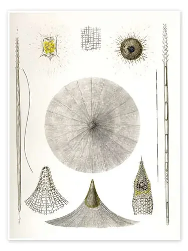 Radiolarios, placa 4 (Rhizopoda radiaria, 1862) de Ernst Haeckel Master Collection