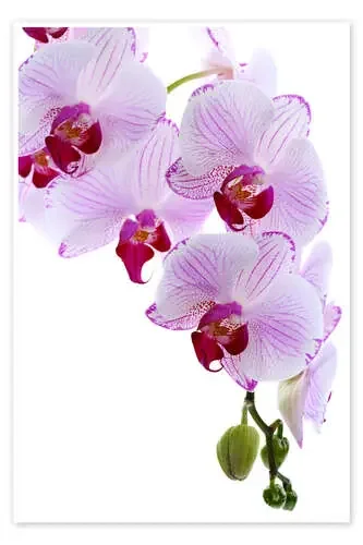 Rama de orquídea Editors Choice