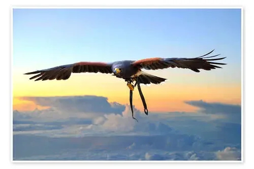 Ratonero del desierto en vuelo de HADYPHOTO