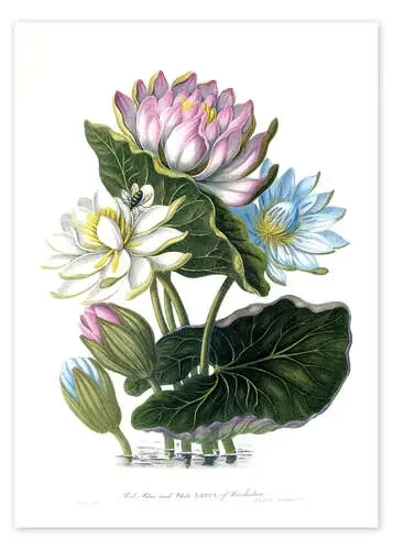 Red, Blue, and White Lotus, of Hindostan de James Forbes Bridgeman Images