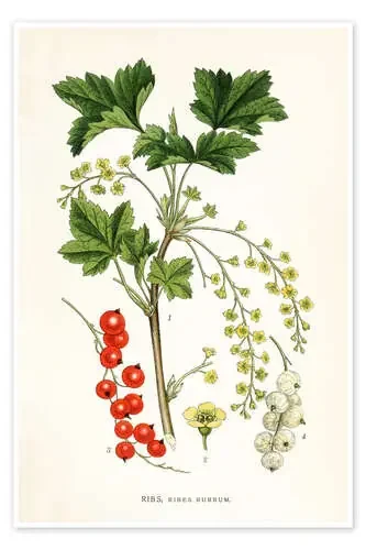 Red Currant de Carl Axel Magnus Lindman Master Collection