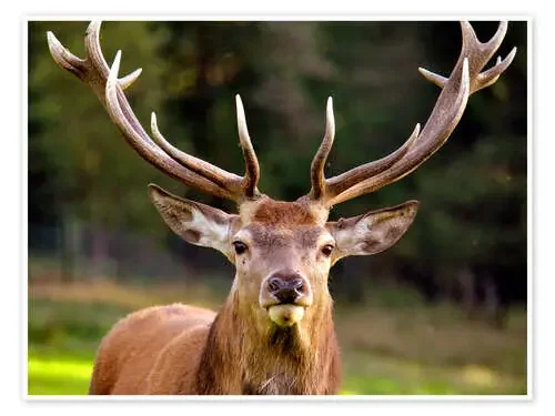 Red Deer de GUGIGEI