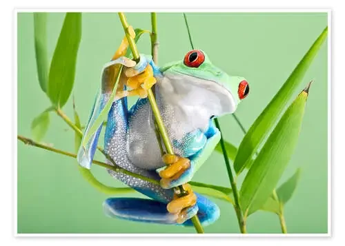 Red-eyed tree frog de Linda Wright Science Photo Library
