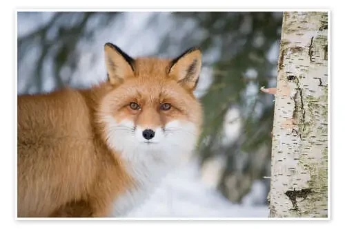 Red fox in the snow de P. Marazzi Science Photo Library