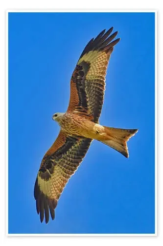 Red kite in flight de Bernhard Kaiser