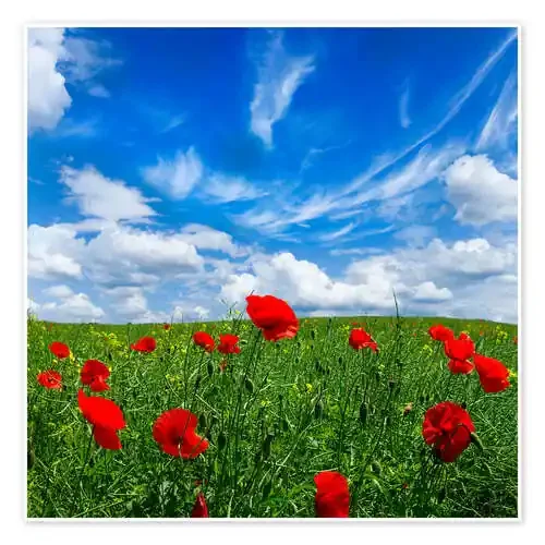 Red poppies on green field Editors Choice
