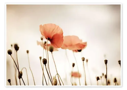 Red Poppy Dream de Nailia Schwarz
