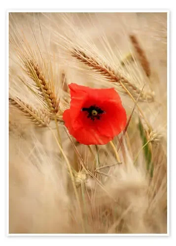 Red poppy in wheat field 2 de Falko Follert