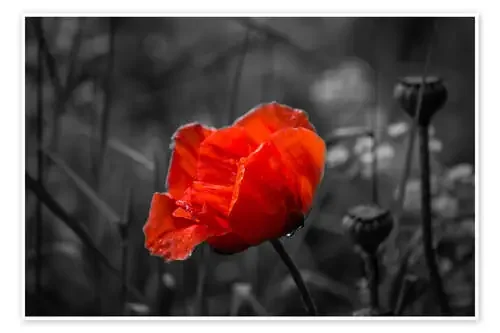 Red poppy on black and white background de Julia Delgado