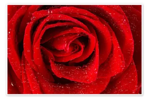 Red rose with drops of water Editors Choice
