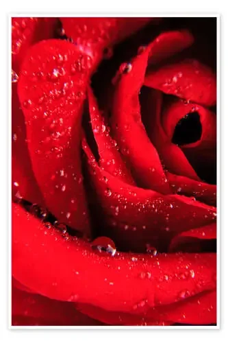 Red rose with water drops Editors Choice
