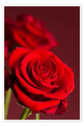 Red roses Editors Choice