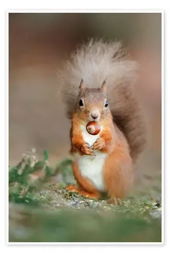 Red squirrel eating a hazel nut de Duncan Shaw Science Photo Library