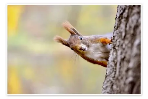Red Squirrel in an urban park in autumne imageBROKER