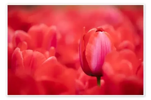 Red tulips from Holland de Frank Fischbach