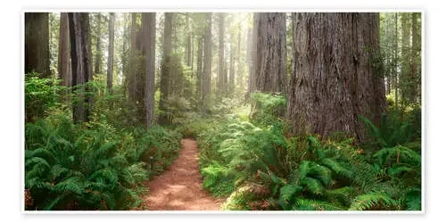 Redwoods Magic de Michael Breitung