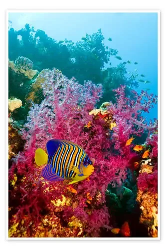 Regal angelfish de Georgette Douwma Science Photo Library