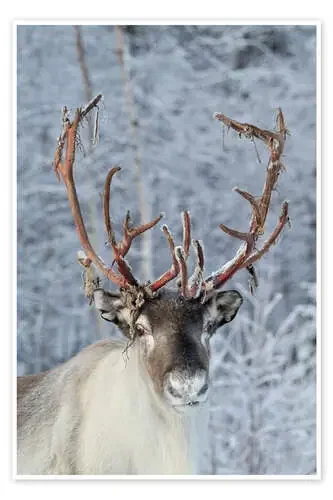Reno en la nieve Editors Choice