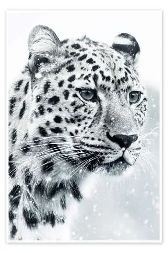 Retrato de leopardo blanco de las nieves de Gen Z