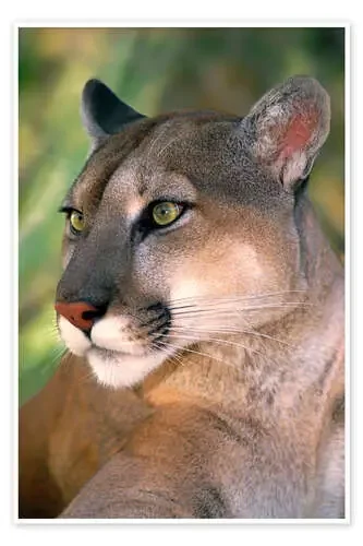 Retrato de puma de Dave Welling Danita Delimont