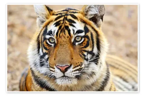 Retrato de tigre expresivo de Jagdeep Rajput Danita Delimont