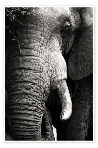 Retrato de un elefante de Johan Swanepoel