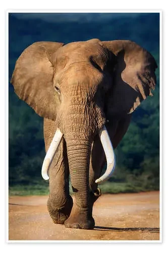 Retrato de un elefante de Johan Swanepoel