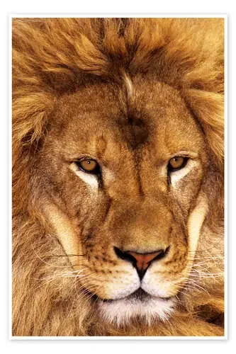 Retrato de un león africano de Dave Welling Danita Delimont
