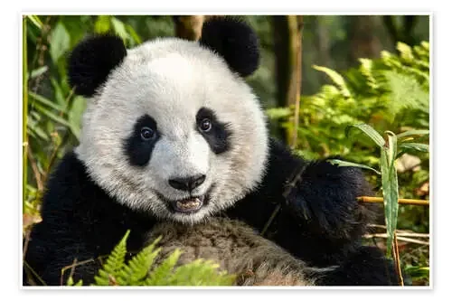 Retrato de un panda de Chengdu de Jim Zuckerman Danita Delimont