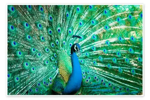 Retrato de un pavo real Editors Choice
