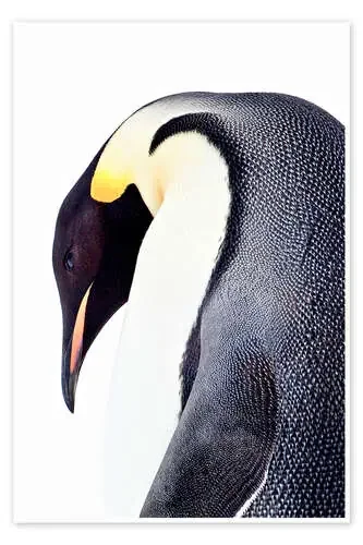 Retrato de un pingüino emperador de Janet Muir Danita Delimont