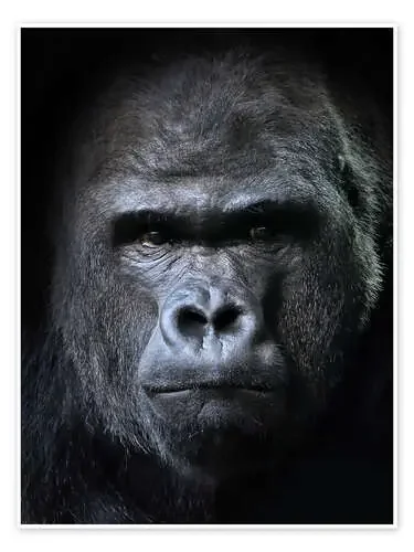 Retrato de una gorila Editors Choice